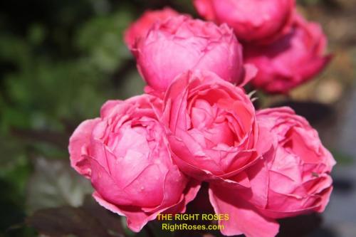 The best rose review of rose Gartenprinzessin Marie-José Fruity Parfuma Madame d'Estrée Princesse de Jardin Marie-José KORgehaque KO 05/2335-05 | Kordes 2016 Parfuma Collection by The Right Roses. Our in-depth reviews have been trusted by millions gardeners worldwide. The Right Roses team uses our own, bespoke The Right Roses Score, which is the most comprehensive rose rating system in the world, to assess the overall quality of a rose. All information and rose products: best top garden store, Rosen Kordes, Rosen Tantau, Delbard, english roses, rose products, rose rating, the right leap, rose food, fertilizer. The Right Roses Store. English Romance Collection.
