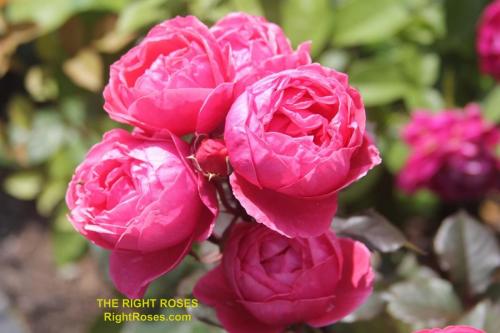 The best rose review of rose Gartenprinzessin Marie-José Fruity Parfuma Madame d'Estrée Princesse de Jardin Marie-José KORgehaque KO 05/2335-05 | Kordes 2016 Parfuma Collection by The Right Roses. Our in-depth reviews have been trusted by millions gardeners worldwide. The Right Roses team uses our own, bespoke The Right Roses Score, which is the most comprehensive rose rating system in the world, to assess the overall quality of a rose. All information and rose products: best top garden store, Rosen Kordes, Rosen Tantau, Delbard, english roses, rose products, rose rating, the right leap, rose food, fertilizer. The Right Roses Store. English Romance Collection.