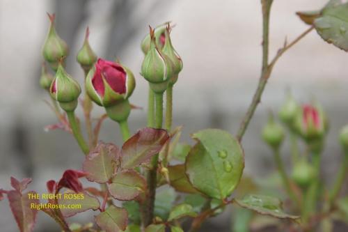 Gabriel Oak rose review the right roses score david austin top best garden store english roses rose products