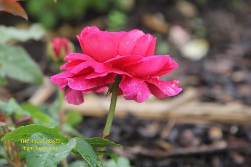 Gabriel Oak rose review the right roses score david austin top best garden store english roses rose products