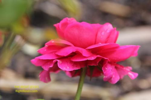 Gabriel Oak rose review the right roses score david austin top best garden store english roses rose products