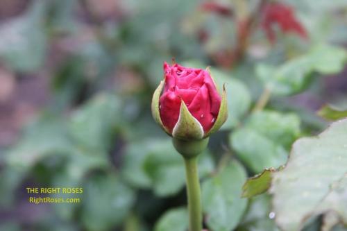 Gabriel Oak rose review the right roses score david austin top best garden store english roses rose products