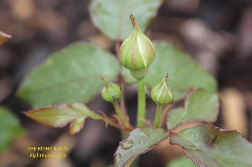 Gabriel Oak rose review the right roses score david austin top best garden store english roses rose products