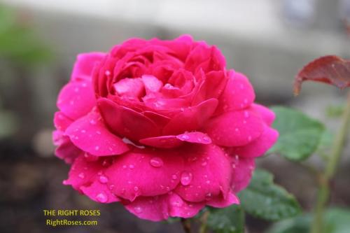 Gabriel Oak rose review the right roses score david austin top best garden store english roses rose products