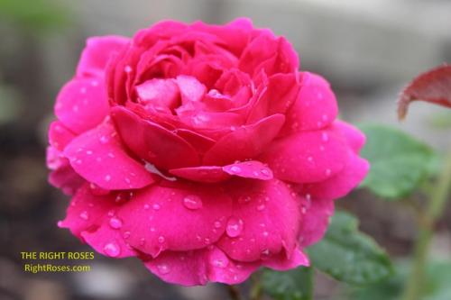 Gabriel Oak rose review the right roses score david austin top best garden store english roses rose products