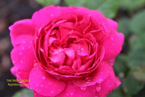Gabriel Oak rose review the right roses score david austin top best garden store english roses rose products