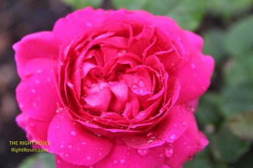 Gabriel Oak rose review the right roses score david austin top best garden store english roses rose products