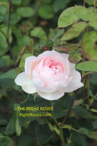 Gentle Hermione rose review the right roses score best top garden store david austin english roses rose products rose rating the right leap rose food fertilizer