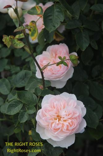 Gentle Hermione rose review the right roses score best top garden store david austin english roses rose products rose rating the right leap rose food fertilizer