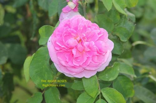 Gertrude Jekyll rose review the right roses score best top garden store david austin english roses rose products rose rating the right leap rose food fertilizer