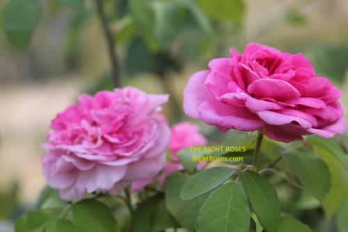 Gertrude Jekyll rose review the right roses score best top garden store david austin english roses rose products rose rating the right leap rose food fertilizer