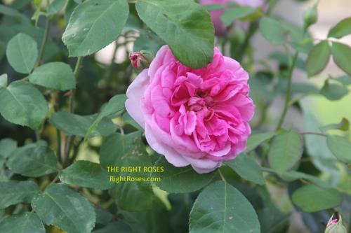 Gertrude Jekyll rose review the right roses score best top garden store david austin english roses rose products rose rating the right leap rose food fertilizer