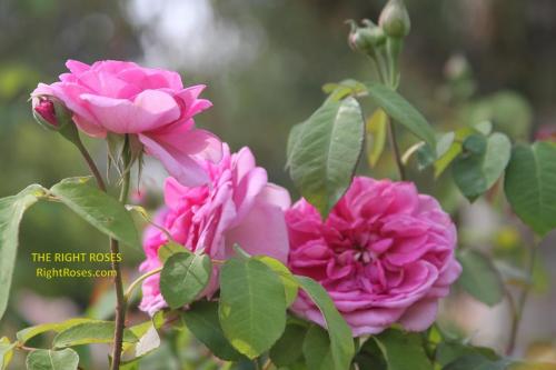 Gertrude Jekyll rose review the right roses score best top garden store david austin english roses rose products rose rating the right leap rose food fertilizer