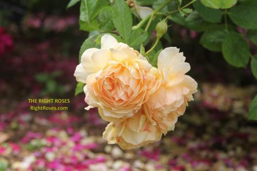 Grace rose review the right roses score best top garden store david austin english roses rose products rose rating the right leap rose food fertilizer