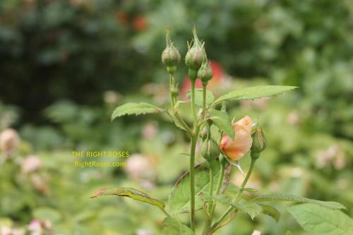 Grace rose review the right roses score best top garden store david austin english roses rose products rose rating the right leap rose food fertilizer