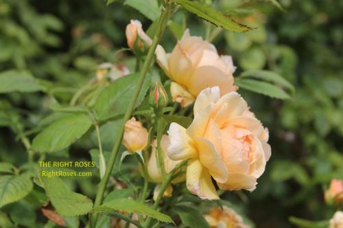 Grace rose review the right roses score best top garden store david austin english roses rose products rose rating the right leap rose food fertilizer