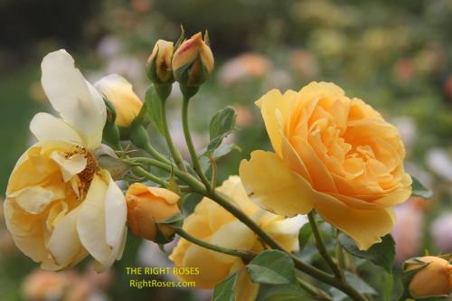 Graham Thomas rose review the right roses score best top garden store david austin english roses rose products rose rating the right leap rose food fertilizer