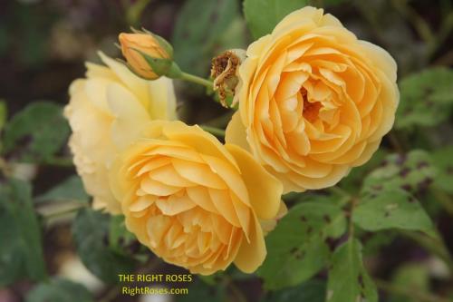 Graham Thomas rose review the right roses score best top garden store david austin english roses rose products rose rating the right leap rose food fertilizer