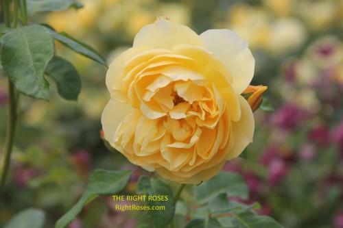 Graham Thomas rose review the right roses score best top garden store david austin english roses rose products rose rating the right leap rose food fertilizer