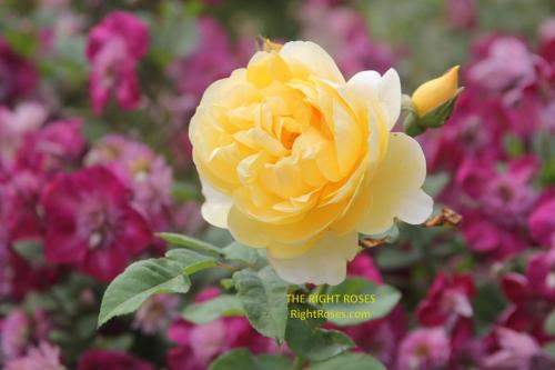 Graham Thomas rose review the right roses score best top garden store david austin english roses rose products rose rating the right leap rose food fertilizer