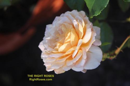 The Right Roses presents you with the best rose review of rose Sespe Sunrise (aka. Großherzogin Luise, Spicy Parfuma) | Kordes Rosen 2017. Millions of gardeners from all over the world have trusted our in-depth reviews. The Right Roses team uses our own, bespoke The Right Roses Score, which is the most comprehensive rose rating system in the world, to assess the overall quality of a rose. We review all the very best roses from all the best rose breeders such as Rosen Kordes, Rosen Tantau, Delbard, David Austin Roses. The Right Roses is also running the best gardening club for the very best connoisseur gardeners and garden designers at Righttify.com. At Righttify.com, connoisseur sellers can sell new garden plants, resell pre-loved garden plants. In addition, buyers can buy the very best plants in the world.