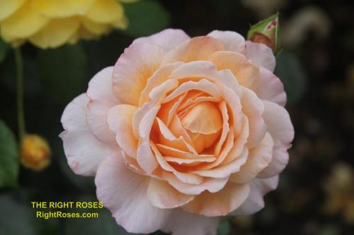 The Right Roses presents you with the best rose review of rose Sespe Sunrise (aka. Großherzogin Luise, Spicy Parfuma) | Kordes Rosen 2017. Millions of gardeners from all over the world have trusted our in-depth reviews. The Right Roses team uses our own, bespoke The Right Roses Score, which is the most comprehensive rose rating system in the world, to assess the overall quality of a rose. We review all the very best roses from all the best rose breeders such as Rosen Kordes, Rosen Tantau, Delbard, David Austin Roses. The Right Roses is also running the best gardening club for the very best connoisseur gardeners and garden designers at Righttify.com. At Righttify.com, connoisseur sellers can sell new garden plants, resell pre-loved garden plants. In addition, buyers can buy the very best plants in the world.