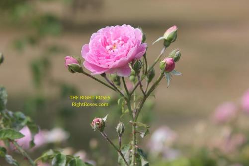 harlow carr rose review the right roses score best top garden store david austin english roses rose products rose rating the right leap rose food fertilizer
