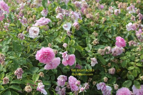 harlow carr rose review the right roses score best top garden store david austin english roses rose products rose rating the right leap rose food fertilizer