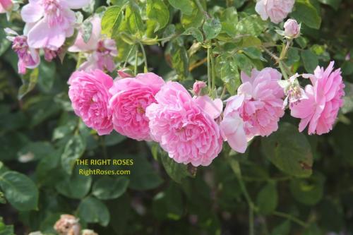 harlow carr rose review the right roses score best top garden store david austin english roses rose products rose rating the right leap rose food fertilizer