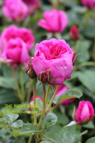 James L Austin rose review the right roses score best top garden store david austin english roses rose products rose rating the right leap rose food fertilizer