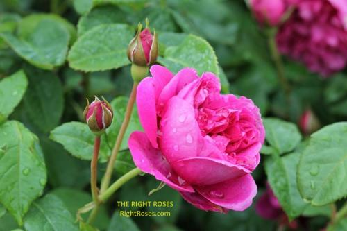 James L Austin rose review the right roses score best top garden store david austin english roses rose products rose rating the right leap rose food fertilizer