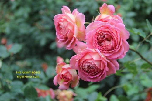 Jubilee Celebration rose review the right roses score best top garden store david austin english roses rose products rose rating the right leap rose food fertilizer