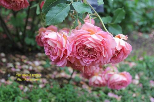Jubilee Celebration rose review the right roses score best top garden store david austin english roses rose products rose rating the right leap rose food fertilizer