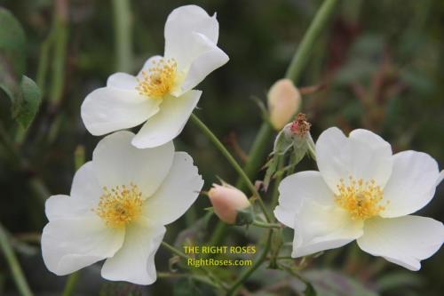The best rose review of rose 'Kew Gardens' by The Right Roses. David Austin. Our in-depth reviews have been trusted by millions gardeners worldwide. The Right Roses team uses our own, bespoke The Right Roses Score, which is the most comprehensive rose rating system in the world, to assess the overall quality of a rose. All information and rose products: best top garden store, Rosen Kordes, Rosen Tantau, Delbard, english roses, rose products, rose rating, the right leap, rose food, fertilizer. The Right Roses Store. English Romance Collection.