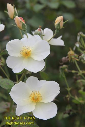 The best rose review of rose 'Kew Gardens' by The Right Roses. David Austin. Our in-depth reviews have been trusted by millions gardeners worldwide. The Right Roses team uses our own, bespoke The Right Roses Score, which is the most comprehensive rose rating system in the world, to assess the overall quality of a rose. All information and rose products: best top garden store, Rosen Kordes, Rosen Tantau, Delbard, english roses, rose products, rose rating, the right leap, rose food, fertilizer. The Right Roses Store. English Romance Collection.