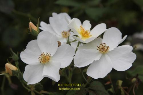 The best rose review of rose 'Kew Gardens' by The Right Roses. David Austin. Our in-depth reviews have been trusted by millions gardeners worldwide. The Right Roses team uses our own, bespoke The Right Roses Score, which is the most comprehensive rose rating system in the world, to assess the overall quality of a rose. All information and rose products: best top garden store, Rosen Kordes, Rosen Tantau, Delbard, english roses, rose products, rose rating, the right leap, rose food, fertilizer. The Right Roses Store. English Romance Collection.