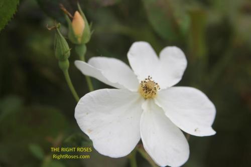 The best rose review of rose 'Kew Gardens' by The Right Roses. David Austin. Our in-depth reviews have been trusted by millions gardeners worldwide. The Right Roses team uses our own, bespoke The Right Roses Score, which is the most comprehensive rose rating system in the world, to assess the overall quality of a rose. All information and rose products: best top garden store, Rosen Kordes, Rosen Tantau, Delbard, english roses, rose products, rose rating, the right leap, rose food, fertilizer. The Right Roses Store. English Romance Collection.