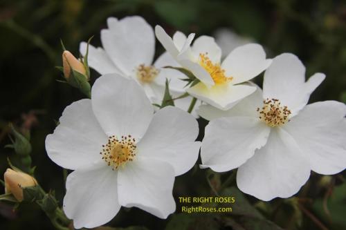 The best rose review of rose 'Kew Gardens' by The Right Roses. David Austin. Our in-depth reviews have been trusted by millions gardeners worldwide. The Right Roses team uses our own, bespoke The Right Roses Score, which is the most comprehensive rose rating system in the world, to assess the overall quality of a rose. All information and rose products: best top garden store, Rosen Kordes, Rosen Tantau, Delbard, english roses, rose products, rose rating, the right leap, rose food, fertilizer. The Right Roses Store. English Romance Collection.