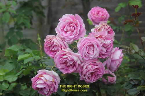 The Right Roses presents you with the best rose review of rose Königin Marie | Kordes Roses 2020. Millions of gardeners from all over the world have trusted our in-depth reviews. The Right Roses team uses our own, bespoke The Right Roses Score, which is the most comprehensive rose rating system in the world, to assess the overall quality of a rose. We review all the very best roses from all the best rose breeders such as Rosen Kordes, Rosen Tantau, Delbard, David Austin Roses. The Right Roses is also running the best gardening club for the very best connoisseur gardeners and garden designers at Righttify.com. At Righttify.com, connoisseur sellers can design gardens, provide gardening services, and provide garden consulting services.