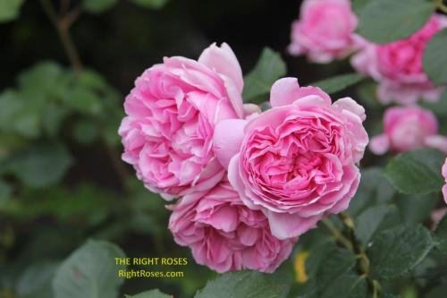 The best rose review of rose 'Maid Marion' by The Right Roses. Our in-depth reviews have been trusted by millions gardeners worldwide. The Right Roses team uses our own The Right Roses Score, which is the most comprehensive rose rating system, to assess the overall quality of a rose. All information and rose products: best top garden store, david austin, english roses, rose products, rose rating, the right leap, rose food, fertilizer