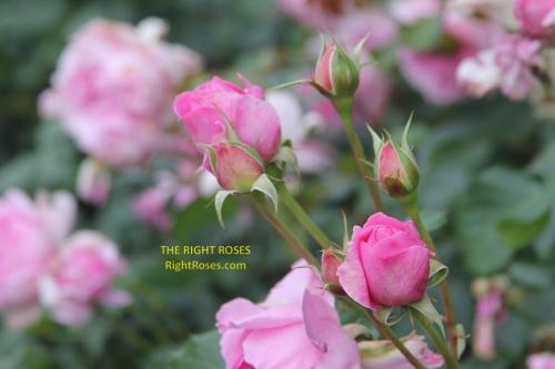 The best rose review of rose 'Maid Marion' by The Right Roses. Our in-depth reviews have been trusted by millions gardeners worldwide. The Right Roses team uses our own The Right Roses Score, which is the most comprehensive rose rating system, to assess the overall quality of a rose. All information and rose products: best top garden store, david austin, english roses, rose products, rose rating, the right leap, rose food, fertilizer