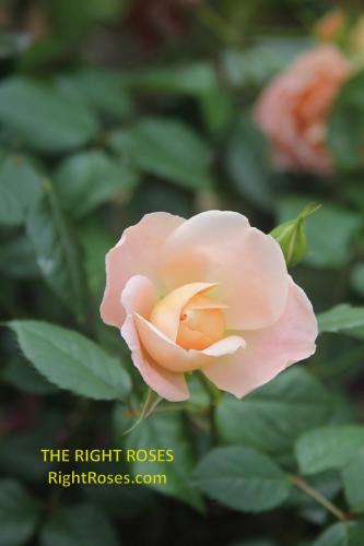 The best rose review of rose 'Matthias Claudius' by The Right Roses. David Austin. Our in-depth reviews have been trusted by millions gardeners worldwide. The Right Roses team uses our own, bespoke The Right Roses Score, which is the most comprehensive rose rating system in the world, to assess the overall quality of a rose. All information and rose products: best top garden store, Rosen Kordes, Rosen Tantau, english roses, rose products, rose rating, the right leap, rose food, fertilizer. The Right Roses Store. English Romance Collection.