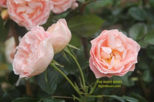 The best rose review of rose 'Matthias Claudius' by The Right Roses. David Austin. Our in-depth reviews have been trusted by millions gardeners worldwide. The Right Roses team uses our own, bespoke The Right Roses Score, which is the most comprehensive rose rating system in the world, to assess the overall quality of a rose. All information and rose products: best top garden store, Rosen Kordes, Rosen Tantau, english roses, rose products, rose rating, the right leap, rose food, fertilizer. The Right Roses Store. English Romance Collection.