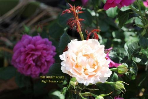 The best rose review of rose 'Matthias Claudius' by The Right Roses. David Austin. Our in-depth reviews have been trusted by millions gardeners worldwide. The Right Roses team uses our own, bespoke The Right Roses Score, which is the most comprehensive rose rating system in the world, to assess the overall quality of a rose. All information and rose products: best top garden store, Rosen Kordes, Rosen Tantau, english roses, rose products, rose rating, the right leap, rose food, fertilizer. The Right Roses Store. English Romance Collection.