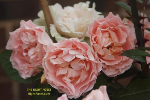 The best rose review of rose 'Matthias Claudius' by The Right Roses. David Austin. Our in-depth reviews have been trusted by millions gardeners worldwide. The Right Roses team uses our own, bespoke The Right Roses Score, which is the most comprehensive rose rating system in the world, to assess the overall quality of a rose. All information and rose products: best top garden store, Rosen Kordes, Rosen Tantau, english roses, rose products, rose rating, the right leap, rose food, fertilizer. The Right Roses Store. English Romance Collection.