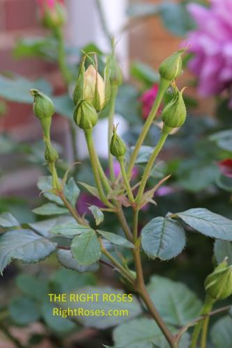 The best rose review of rose 'Matthias Claudius' by The Right Roses. David Austin. Our in-depth reviews have been trusted by millions gardeners worldwide. The Right Roses team uses our own, bespoke The Right Roses Score, which is the most comprehensive rose rating system in the world, to assess the overall quality of a rose. All information and rose products: best top garden store, Rosen Kordes, Rosen Tantau, english roses, rose products, rose rating, the right leap, rose food, fertilizer. The Right Roses Store. English Romance Collection.