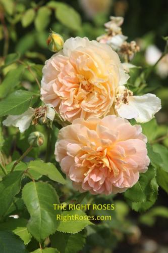 Molineux rose review the right roses score best top garden store david austin english roses rose products rose rating the right leap rose food fertilizer
