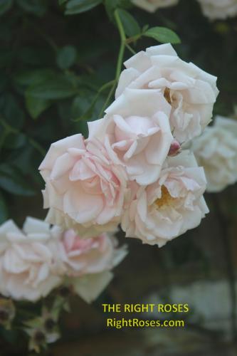 The best rose review of rose 'New Dawn' by The Right Roses. Our in-depth reviews have been trusted by millions gardeners worldwide. The Right Roses team uses our own The Right Roses Score, which is the most comprehensive rose rating system, to assess the overall quality of a rose. All information and rose products: best top garden store, david austin, english roses, rose products, rose rating, the right leap, rose food, fertilizer