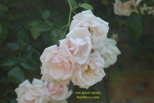 The best rose review of rose 'New Dawn' by The Right Roses. Our in-depth reviews have been trusted by millions gardeners worldwide. The Right Roses team uses our own The Right Roses Score, which is the most comprehensive rose rating system, to assess the overall quality of a rose. All information and rose products: best top garden store, david austin, english roses, rose products, rose rating, the right leap, rose food, fertilizer