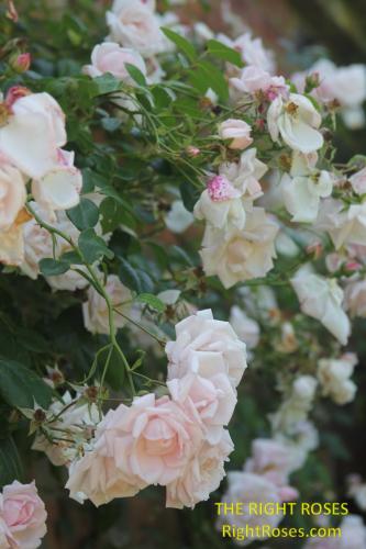 The best rose review of rose 'New Dawn' by The Right Roses. Our in-depth reviews have been trusted by millions gardeners worldwide. The Right Roses team uses our own The Right Roses Score, which is the most comprehensive rose rating system, to assess the overall quality of a rose. All information and rose products: best top garden store, david austin, english roses, rose products, rose rating, the right leap, rose food, fertilizer